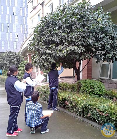 MYP YEAR 3 樹(shù)木探究活動(dòng)