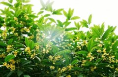  【新學(xué)期·煥新】融合部中文課：用你的眼睛看世界 