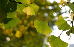  季節(jié)絮語(yǔ) | 第一彈：啊，我想嘗嘗秋天！ 