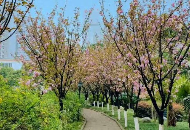 以“教育的行走”致美視成人禮