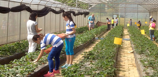  國際部開展“踏青摘草莓”社會實踐活動 